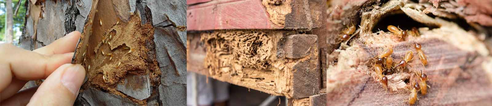 biocupim descupinizadora