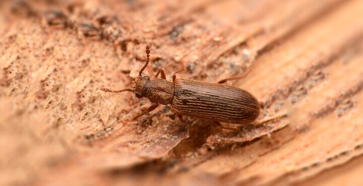 dedetizadora cupins subterrâneo