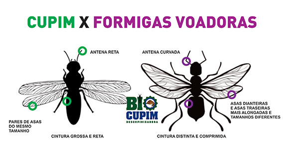 descupinização em são paulo